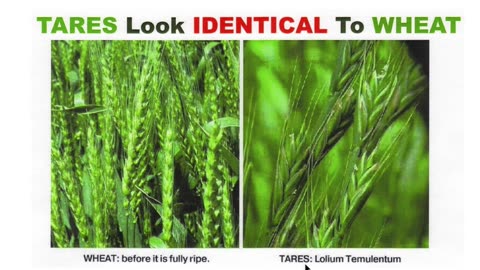 Tares and Wheat