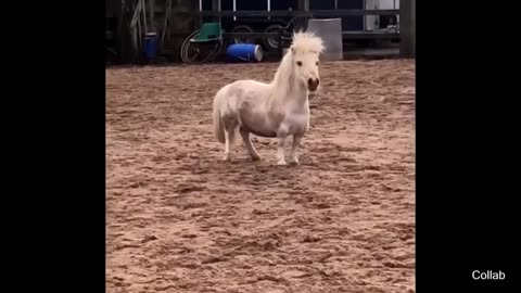 Funniest Animal Videos Ever