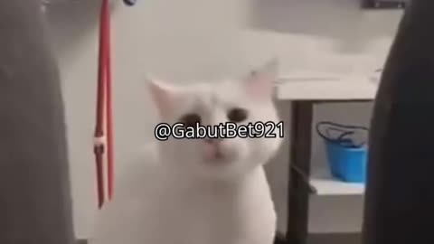 funny cat