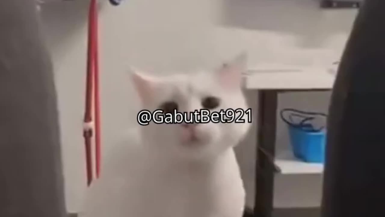 funny cat