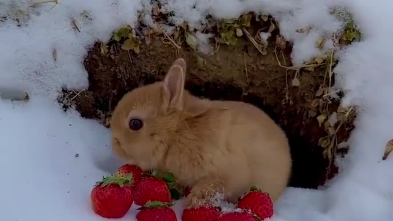 Bunny taste strawberry 🐰🍓
