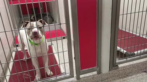 Winnie-face-lite 2y A867482 Tyre 1y A873358 kennel 173 PACC shelter Winnie chose me2blame20250716634