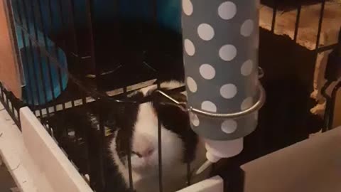Funny Guinea Pig moment.