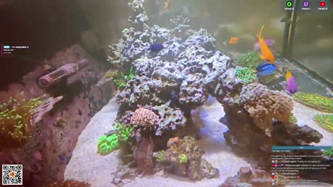 24/7 Real Live Reef Stream