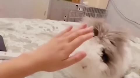 funny animals