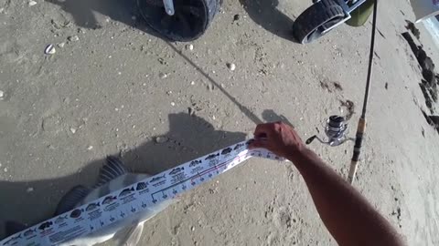 a pesca anche un bel drum fish oltre agli sheepshead pescati tutti con gli shrimp.f270_part11