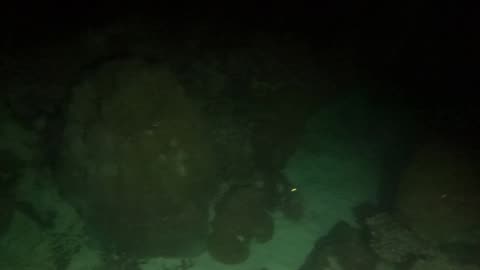 Night dive. Great Barrier Reef.