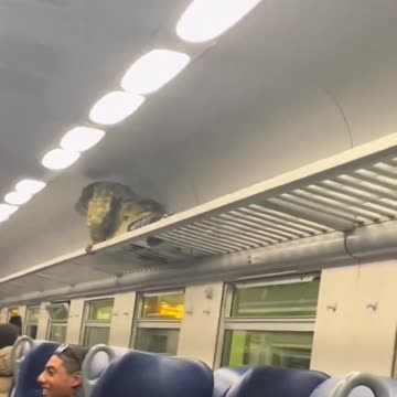 Italy has become a jungle without rules.