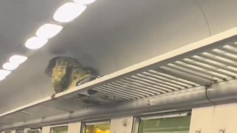 Italy has become a jungle without rules.