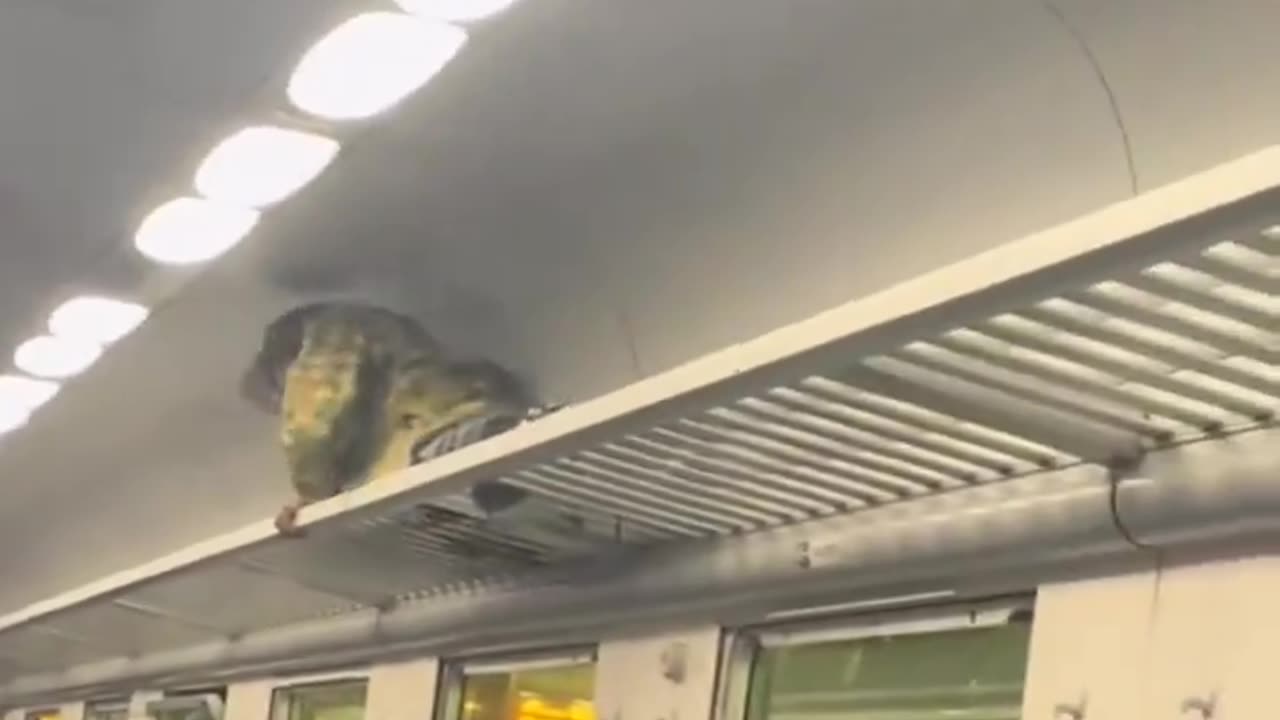 Italy has become a jungle without rules.