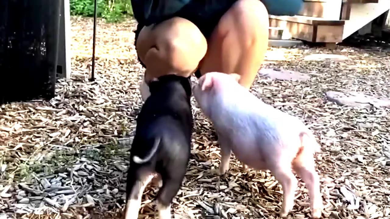 Did You Know Why Pork (Pig Meat) Is Banned In Islam and Hinduism #facts #pig #pork