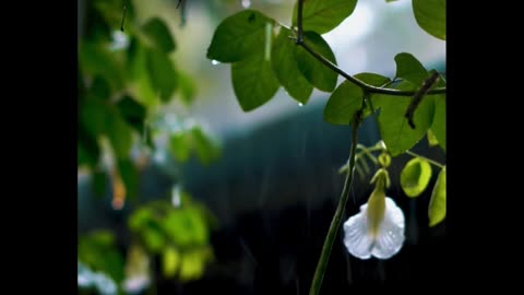 60 seconds Pure Relaxation😴 | ASMR Whisper + Rain sound
