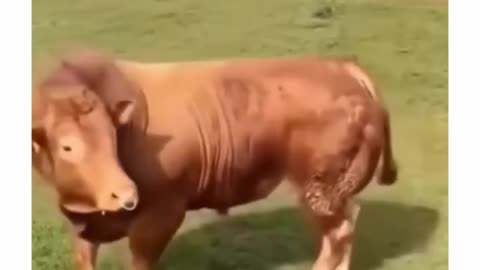Realizing The Cows