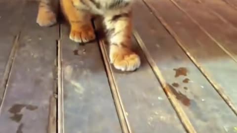 Cute tiger Cub 🐅 😍 💖