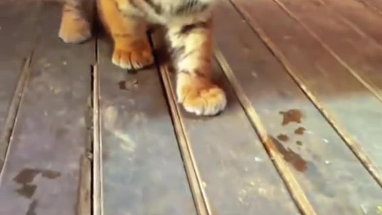 Cute tiger Cub 🐅 😍 💖