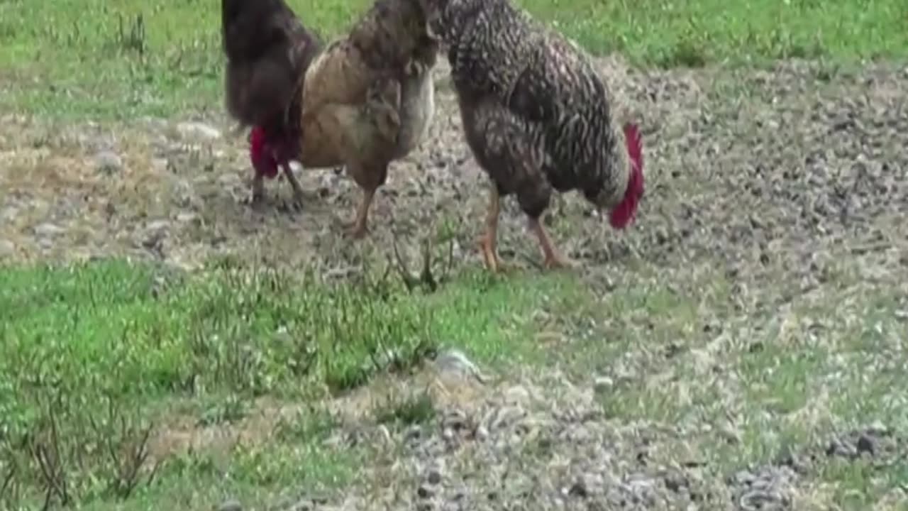 hen