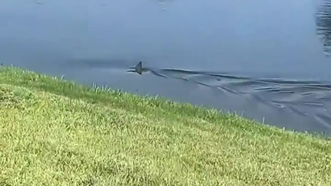 Pond Bull Shark