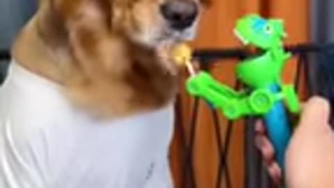 Funny dog video 😅 you have ever seen