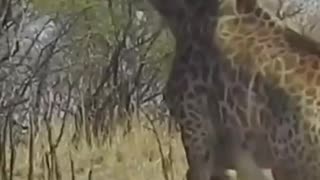 Dragged Down