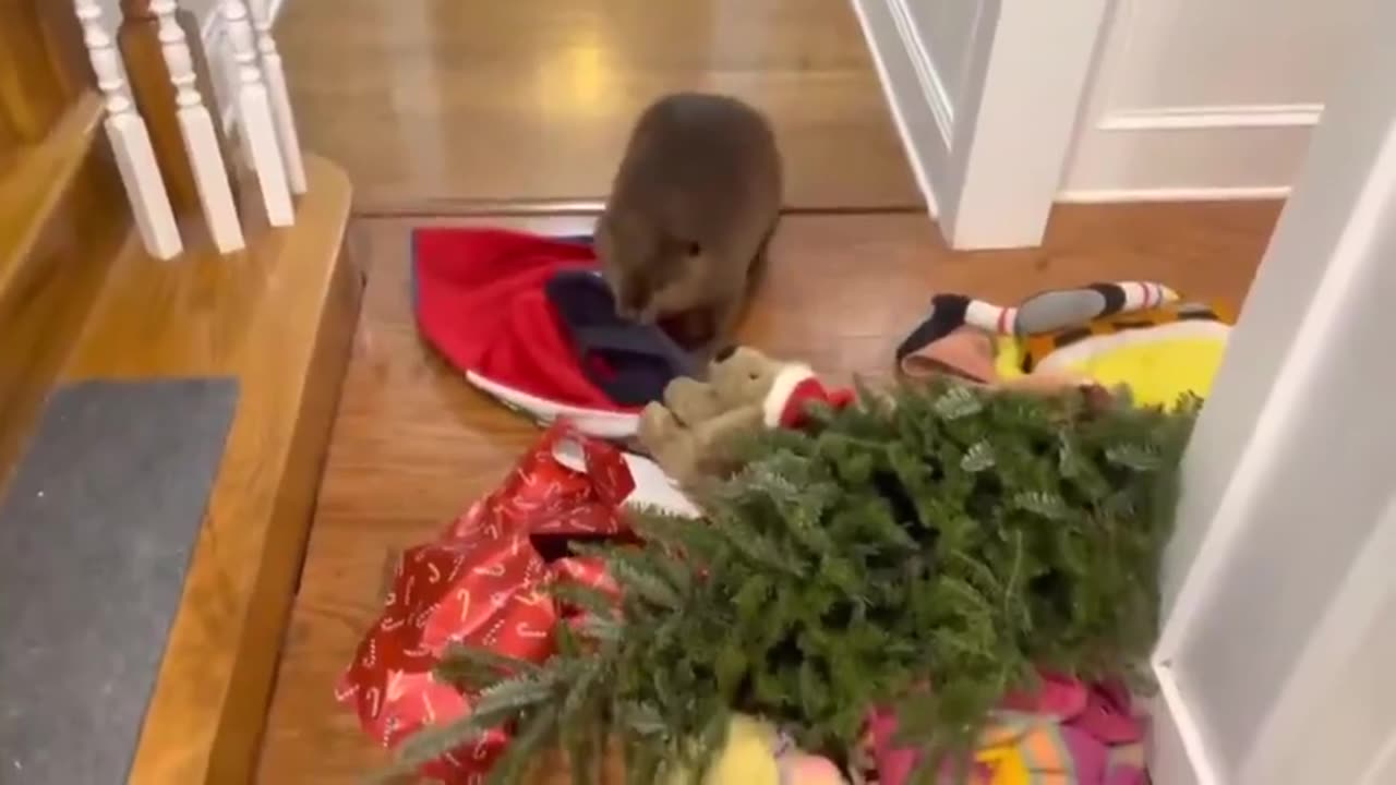🧠✨ Orphaned Beaver Builds Dam Instinctively! | FeedMyCuriosity