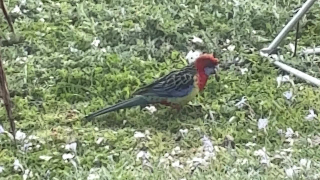 Rosella Having a Feed