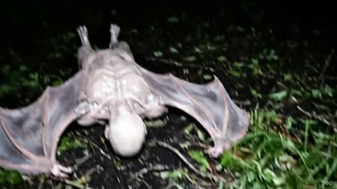 Farmer summoned a ghost