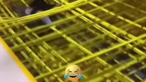 The End 😂😂😂 Funniest Short Fail Ever