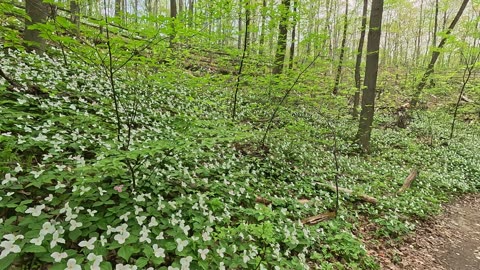 Trillium Flowers in Ontario Forest - Relaxing Nature Walk