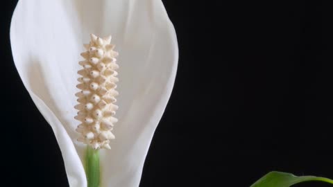 Prayer for Balance & Harmony | Seek Inner Peace, Life Equilibrium & Fulfillment