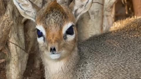 Too Cute to Handle | This Animal Will Make Your Day!