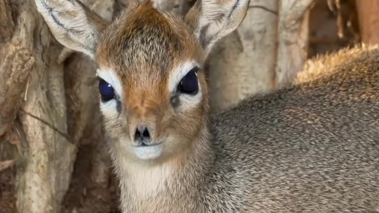 Too Cute to Handle | This Animal Will Make Your Day!