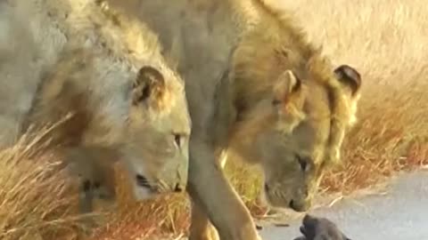 Abandoned Wild Dog Pups Stand no Chance Against Lions #animal