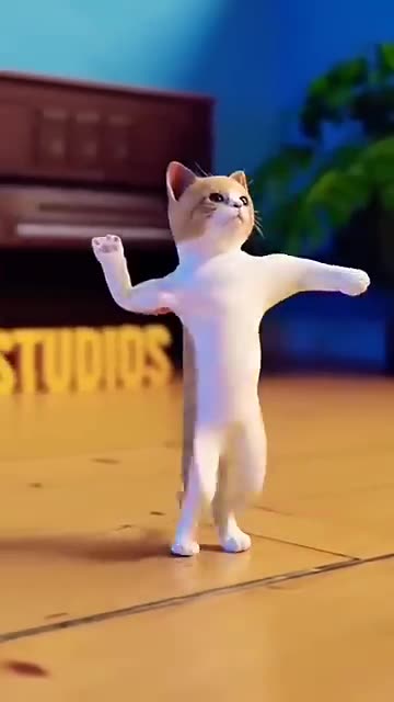 #cat dance