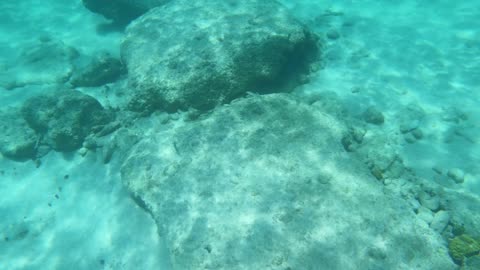 Spotted: Stingray getting away from me while snorkeling at Grand Cayman