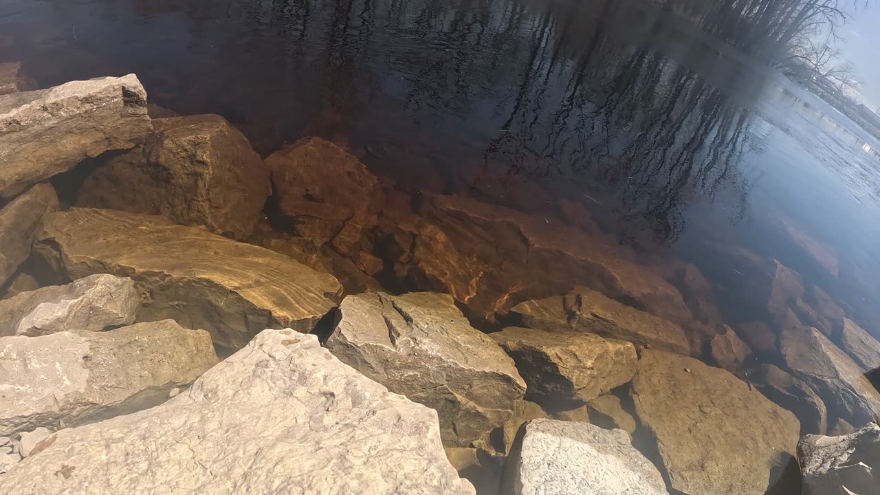 Spot the fish