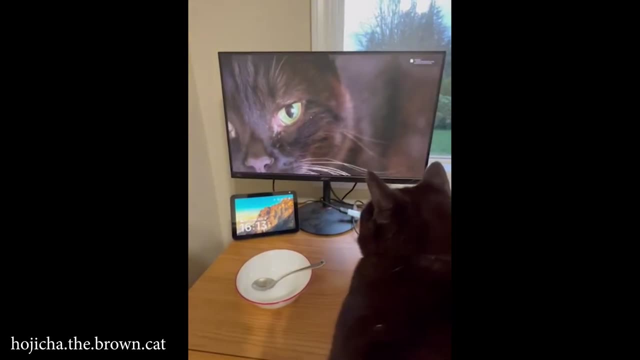 When CATS Instinct Just ... VANISH 🐱