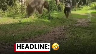 😍🐘 The World's Most Adorable Chase! Baby Elephant Payback! | FunFM