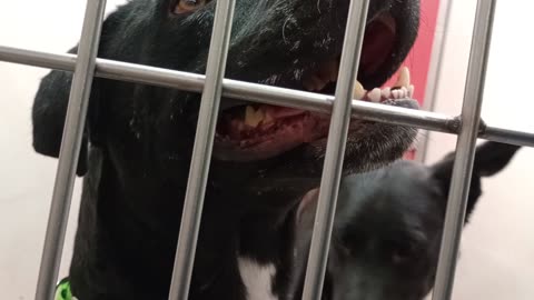 Serenity 1y A873597 Quesito 1y A872020 kennel 168 PACC shelter2025917944
