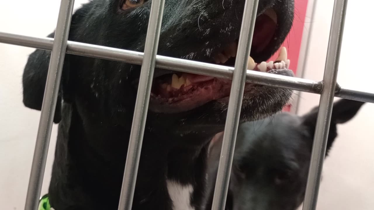 Serenity 1y A873597 Quesito 1y A872020 kennel 168 PACC shelter2025917944