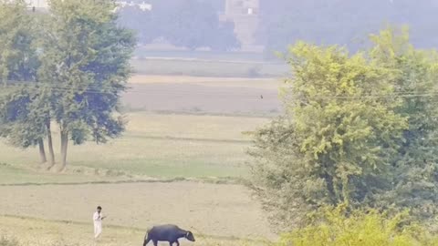 My Village is Beautiful ❤ #maxrecords #villagelife #larkana #sindh #pakistan