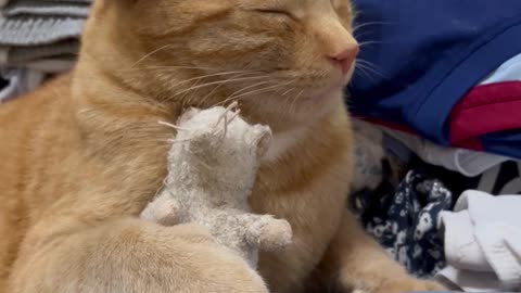 Orange Cat Packs Herself For Vacation