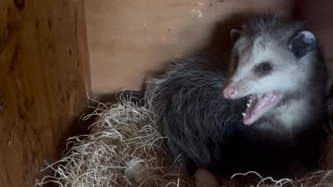 Nap Interrupted on a Full Belly