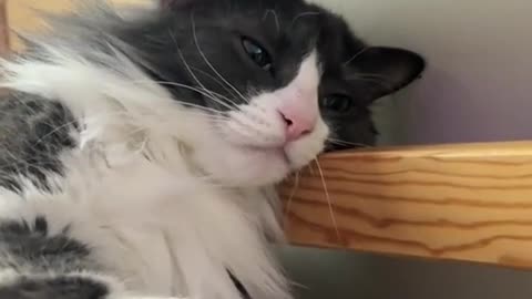 😂 Wanted to Join a Nail Session with My Cat | FunFM