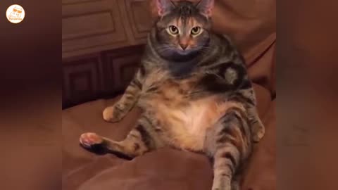 hilarious cats and dogs doing the funniest things part 20