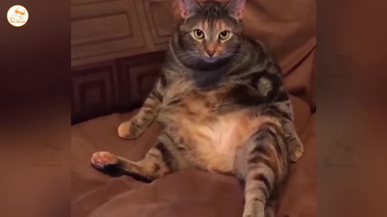 hilarious cats and dogs doing the funniest things part 20