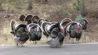 Nice Turkey Gobblings
