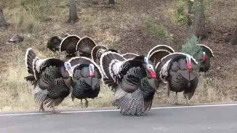 Nice Turkey Gobblings