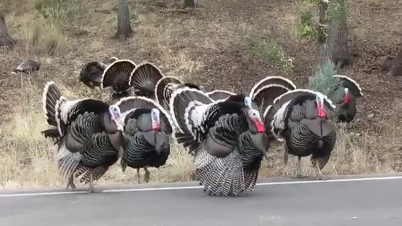 Nice Turkey Gobblings