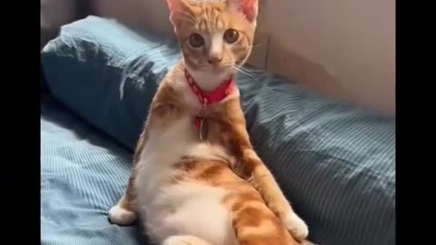 funny cat
