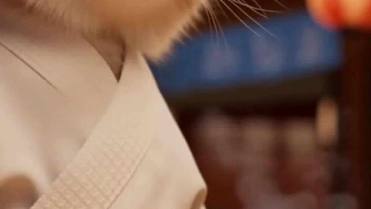 Cat is making the Sushi at Japan